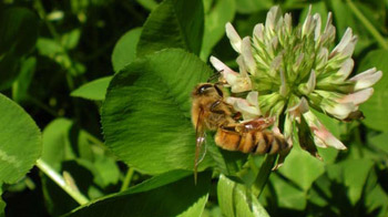Tea for the Bees, Tonic for the Soul Image
